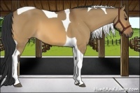 Horse Color:Bay Dun Tobiano