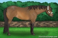 Horse Color:Buckskin 