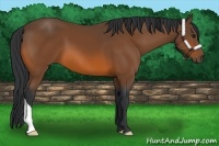 Horse Color:Bay 