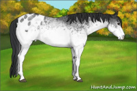 Horse Color:White Spotted Brown Mushroom Appaloosa 