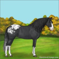 Horse Color:Blue Roan Splash Varnish 