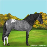 Horse Color:Blue Roan Varnish 