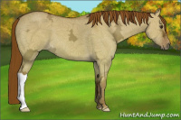 Horse Color:Red Dun Ice 
