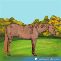 Horse Color:Red Dun Ice 