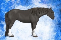 Horse Color:Smoky Black 