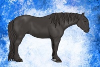 Horse Color:Smoky Black 