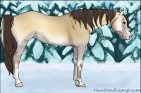 Horse Color:Classic Champagne Onyx 