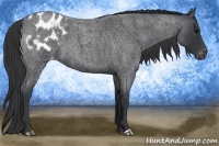 Horse Color:Blue Roan Appaloosa 