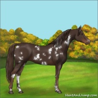 Horse Color:White Spotted Liver Chestnut 