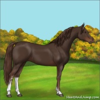 Horse Color:Liver Chestnut Sabino