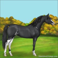 Horse Color:Blue Roan Sabino