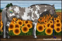 Horse Color:White Spotted Grullo