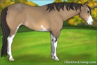 Horse Color:Buckskin Sabino