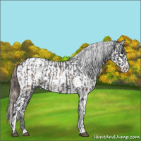 Horse Color:Blue Roan Appaloosa and Brown Roan Appaloosa