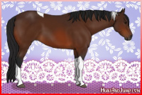 Horse Color:Gray Bay Tobiano 