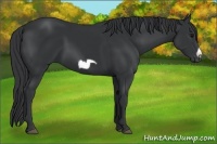 Horse Color:Black Frame
