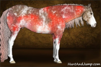 Horse Color:White Spotted Chocolate Palomino 