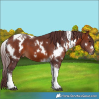 Horse Color:White Spotted Chocolate Bay Tobiano 
