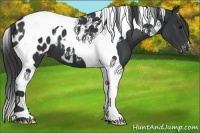 Horse Color:Black Tobiano Appaloosa 