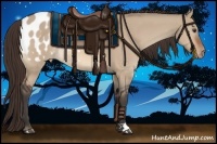 Horse Color:Bay Dun Appaloosa