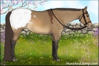 Horse Color:Bay Dun Appaloosa 