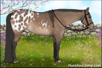 Horse Color:Brown Dun Appaloosa 