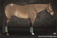 Horse Color:Bay Dun Appaloosa 