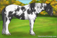 Horse Color:White Spotted Black Tobiano Appaloosa 