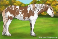 Horse Color:White Spotted Chestnut Splash Appaloosa 