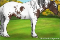 Horse Color:White Spotted Brown Tobiano 