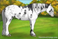 Horse Color:White Spotted Black Splash Appaloosa 