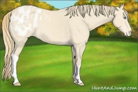 Horse Color:Perlino Appaloosa