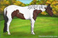 Horse Color:Bay Tobiano 