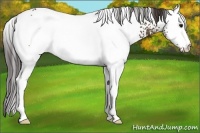 Horse Color:White Spotted Buckskin