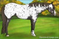 Horse Color:Smoky Blue Roan Near Leopard 