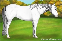 Horse Color:White Spotted Brown 