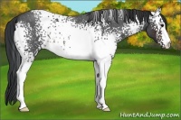 Horse Color:White Spotted Brown Roan