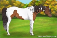 Horse Color:Buckskin Tobiano