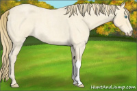 Horse Color:Perlino Roan 