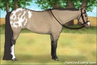 Horse Color:Bay Dun Appaloosa 