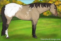 Horse Color:Brown Dun Snowcap 