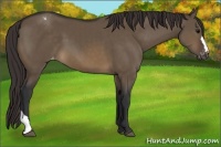 Horse Color:Brown Dun Appaloosa 