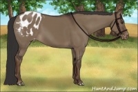 Horse Color:Liver Red Dun Appaloosa