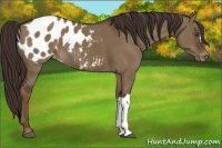 Horse Color:Liver Red Dun Appaloosa 