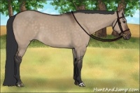 Horse Color:Brown Dun