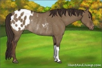 Horse Color:Liver Red Dun Appaloosa Rabicano 