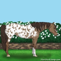 Horse Color:Liver Red Dun Appaloosa 