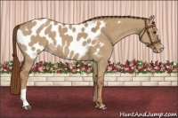 Horse Color:Red Dun Appaloosa