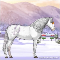 Horse Color:Palomino Ice Dun Appaloosa 