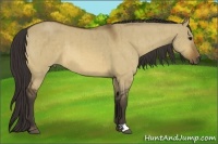 Horse Color:Buckskin Dun Brindle 